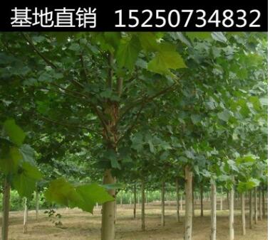 法國(guó)梧桐樹(shù)苗 速生法桐苗小苗 樹(shù)苗 別名法桐 懸鈴木