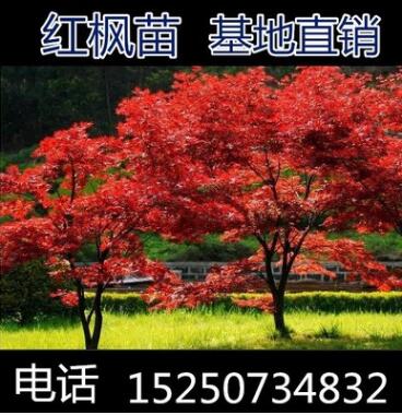 紅楓樹(shù)苗 日本紅楓美國(guó)紅楓中國(guó)紅四季紅庭院綠化紅楓紅舞姬盆栽