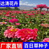批發(fā)花海花籽 景區(qū)綠化多季百日菊步步高對(duì)葉梅百日草種子