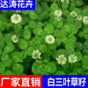 基地直銷白三葉草籽 白三葉苗木草坪種子 園林綠化白三葉種子