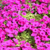 進口混色垂吊矮牽牛種子 大花重瓣牽牛花 綠化工程花卉種子批發 舉報