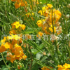 七里黃種子 優(yōu)質(zhì)觀花景觀植物花卉種子 多季播種易成活花卉種子