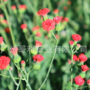 花種子批發(fā) 多年生宿根花卉一點(diǎn)紅工程草花花卉 四季易種花卉種子