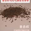 批發(fā)灌木種子- 耐熱 金合歡100%保證發(fā)芽率