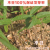 批發(fā)灌木種子- 特耐瘠 木豆100%保證發(fā)芽率