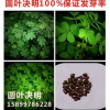 供應水保灌木種子-圓葉決明