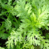 批發茼蒿種子 蓬蒿 蒿菜 壽光有機特色蔬菜種子火鍋菜易栽培