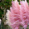 進口觀賞草種子潘帕斯草原草種子蒲葦種子 銀蘆種子耐寒草種