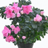 基地供應 比利時西洋杜鵑 室內盆栽花卉 各種花色 全年開花