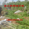 3公分杜仲樹苗 各種規(guī)格仲樹苗 綠化苗杜仲樹苗