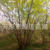 產(chǎn)地直供 叢生五角楓3-8分枝 單株五角楓8-25精品樹 五角楓價格