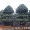 供應(yīng)造型構(gòu)骨 庭院別墅綠化 無刺構(gòu)骨造型球批發(fā)