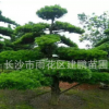 批發(fā)供應(yīng) 常綠喬木羅漢松 12--15公分造型羅漢松 形狀多樣
