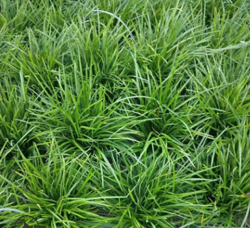 大葉麥冬草，中葉麥冬苗草坪產地農戶直銷 護坡工程綠化