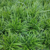 大葉麥冬草，中葉麥冬苗草坪產地農戶直銷 護坡工程綠化