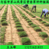 北京草坪 小區(qū)綠化草坪 天堂草 矮生百慕大 草坪 冷季型草坪