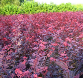 江西撫州日本紅楓三季紅 紅楓系列的彩葉巔峰