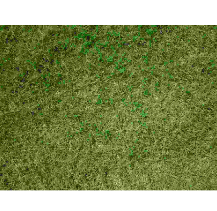 急！萬方優質百慕大草坪低價出售