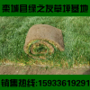朔州草坪真四季青冷季型早熟禾草皮活小區別墅景區護坡綠化帶草坪