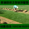 晉城草坪真四季青冷季型早熟禾草皮活小區別墅景區護坡綠化帶草坪
