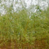金絲柳苗 綠化苗木