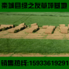 早熟禾真活草坪 美國四季青草皮 庭院 護坡耐寒抗旱耐踐踏不修剪
