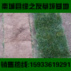 衡水草坪真四季青冷季型早熟禾草皮活小區別墅景區護坡綠化帶草坪