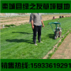 唐山冷季型草皮小區護坡綠化帶真活早熟禾馬尼拉百慕大四季青草坪