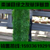 南陽草坪真四季青冷季型早熟禾草皮活小區別墅景區護坡綠化帶草坪