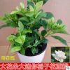 陽臺室內盆栽花卉濃香型梔子花苗芳香植物四季開花香花植物 超香