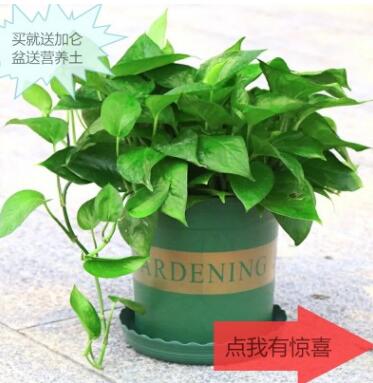 發財樹綠蘿植物辦公室盆栽富貴竹梔子花室內盆栽蘆薈文竹綠植花卉