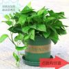 發財樹綠蘿植物辦公室盆栽富貴竹梔子花室內盆栽蘆薈文竹綠植花卉