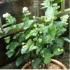 茉莉盆栽重瓣白茉莉花雙色茉莉盆栽銀絲茉莉綠植