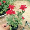 長(zhǎng)春花 天天開(kāi) 草花苗 盆栽草花小苗宿根花卉青州基地直供