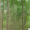 供應絲綿木樹苗 基地直銷綠化工程苗木 規(guī)格齊全