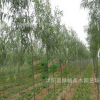產(chǎn)地批發(fā)柳垂柳苗速生柳樹苗 園林綠化 規(guī)格齊全易成活 金絲垂柳