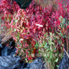 批發(fā)南天竹 紅天竹 紅楓盆栽盆景彩色庭院綠化工程苗 耐寒植