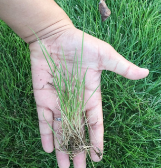 進口草坪種子四季青庭院別墅狗牙根黑麥草草籽耐寒護坡牧草不修剪