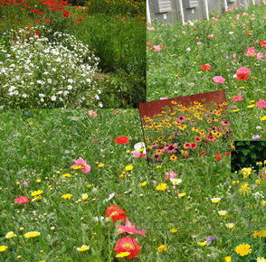 批發野花組合種子,草坪花,庭院別墅點綴專用,四季花開花落