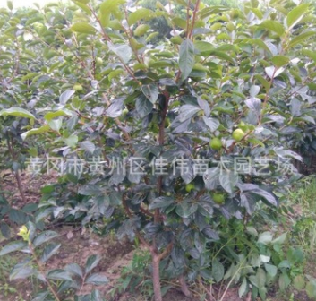 基地供應(yīng)柿子樹 品種純 樹姿直立 肉質(zhì)細(xì)密脆 陽豐甜柿大樹