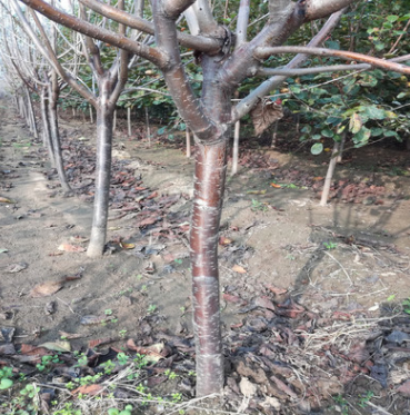 $.山東櫻桃樹批發基地 吉塞拉 紅燈 黑珍珠櫻桃樹 兩公分櫻桃樹.