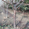 $.山東櫻桃樹批發基地 吉塞拉 紅燈 黑珍珠櫻桃樹 兩公分櫻桃樹.