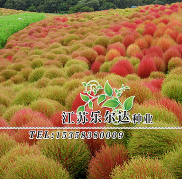 批發優質綠化草種 紅葉地膚 綠葉地膚 掃帚觀葉景區植物量大優惠