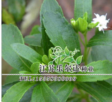 批發工程用草花卉種 甜葉菊種 易成活 品種齊全 量大 價格優惠