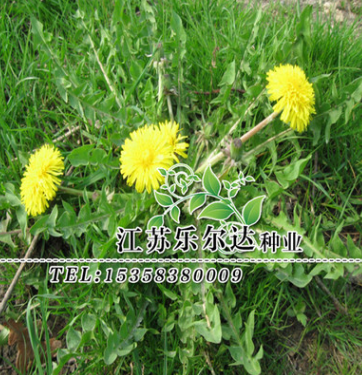 批發草花藥用花卉蒲公英草種植物工程景區家庭種植可支持貨到付款