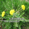 批發草花藥用花卉蒲公英草種植物工程景區家庭種植可支持貨到付款