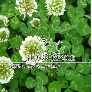 供應護坡綠化草坪 白三葉草種 三葉草 幸運草 園林景區 量大優惠