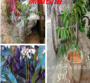 果樹苗 橄欖苗 黑橄欖苗 油橄欖 嫁接新品種苗子 正品保證