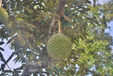 榴蓮苗、榴蓮嫁接苗、D197貓山王榴蓮苗