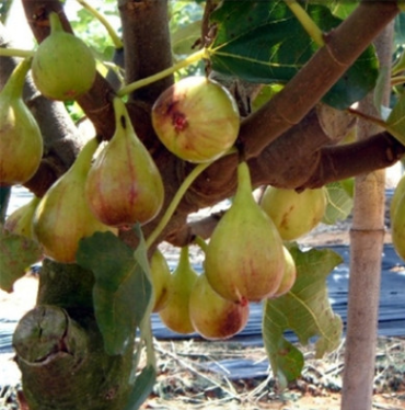 無花果苗/1年苗價格/2年苗價格/3年苗價格/無土栽培波姬紅無花果